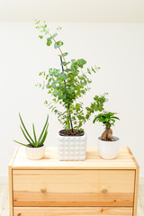 Eucalyptus; aloe vera, bonsai on a wooden shelf. Vertical format.
