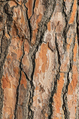 Texture pine tree bark, detailed shot. Natural pine tree bark abstract background