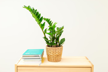 Zamioculcas plant and books on wooden shelf.  Room decoration