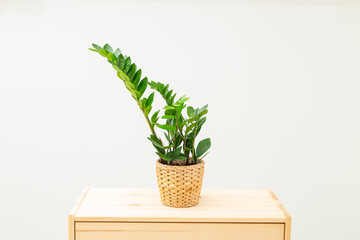 Zamioculcas. on wooden  shelf.  Room decoration.