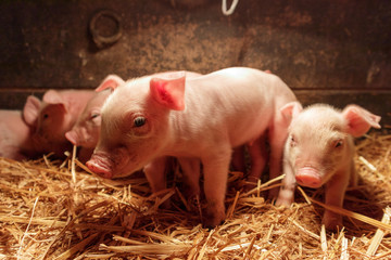 Little pigs in a barn