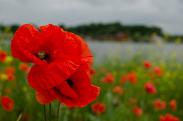 Red meadow poppy flowers, copy space. Selective focus