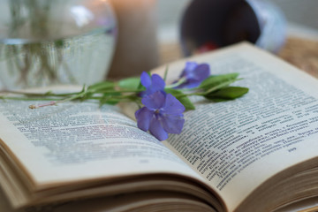 An open book in the foreground with a periwinkle flower between pages. Vase with flowers. Burning candle.
