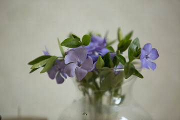 Vase with blue flowers of periwinkle closeup