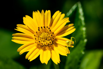 Small spider on small flower