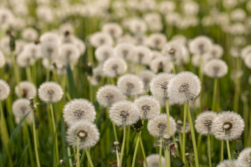 Many dandelions in a green meadow at sunset or sunrise.