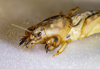 Mole cricket face