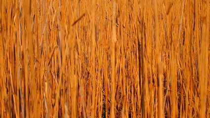 Dry reed in the swamps
