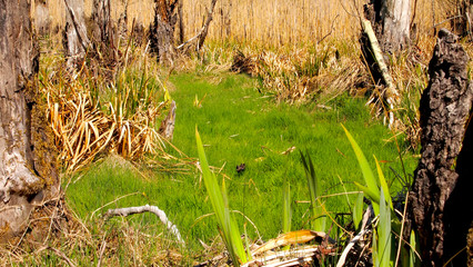 Grass in the swamps
