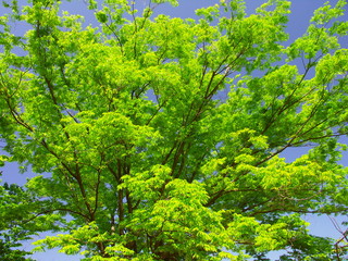 公園の新緑の欅と青空