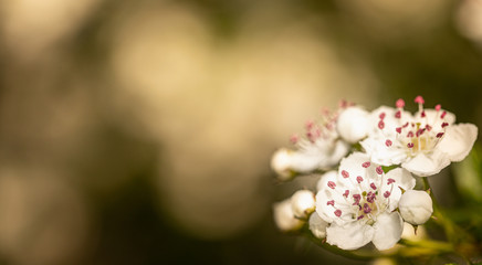 Spring white flowers of hawthorn on a green background. Selective focus