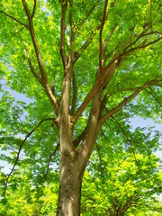 公園の新緑の欅と青空