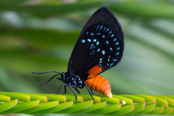 Black, Blue, and Orange Butterfly