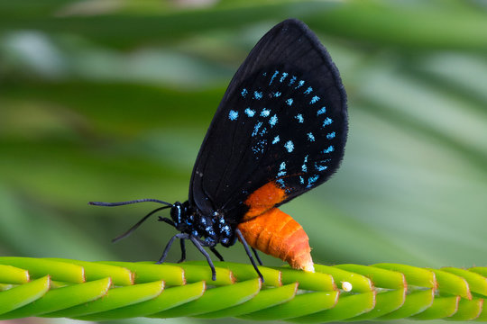 Black, Blue, and Orange Butterfly - Powered by Adobe