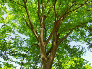 公園の新緑の欅と青空