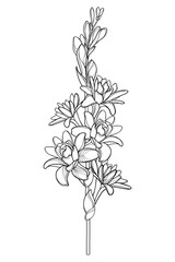 Stem of outline tropical Agave amica or Polianthes or Tuberose bunch with open flower and bud in black isolated on white background.