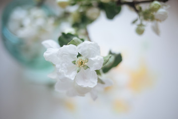 apple tree flowers