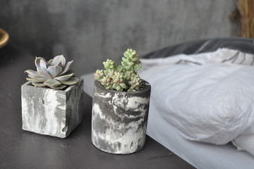 Fototapeta na wymiar succulent in a concrete pot on the bed