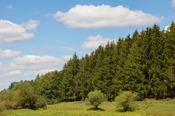 Fototapeta na wymiar Green pine forest on a background of blue sky