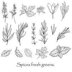 Vector black and white drawing of spicy spices.