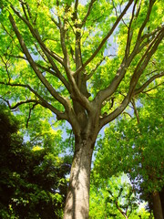 初夏の朝の逆光の欅の木