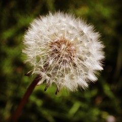 dandelion