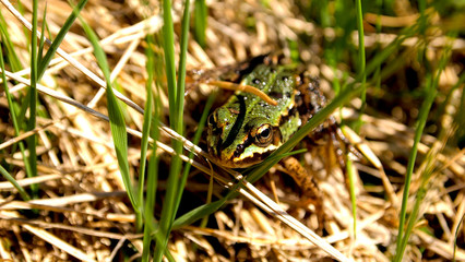 Green frog
