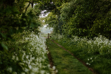 New Forest rural countryside