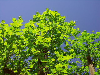 新緑のユリノキと青空
