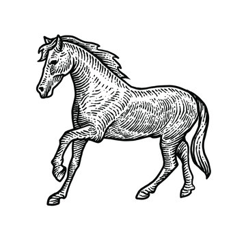 Horse engraving vector design illustration