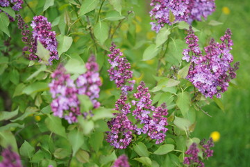 Obraz premium lilac pattern 