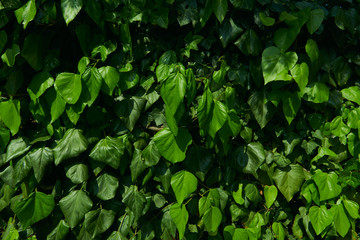 Texture of green plants