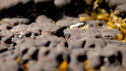 Black Hub old mushroom - green moss
