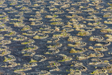  la Geria vineyard area in Lanzarote