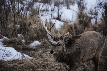 Ezo sika deer in winter in Hokkaido, Japan