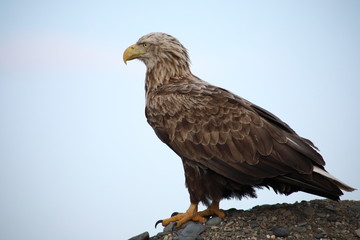 Brave white-tailed eagle portrait