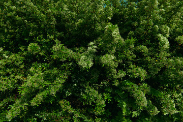 Texture of green plants