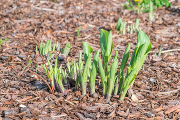 Obraz premium Hosta sieboldiana in spring time.