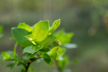 young beautiful green leaves in the shade