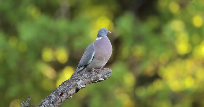 Pigeon ramier (Columba palumbus) chantant sur une branche