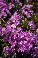 Obraz premium 芝桜