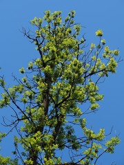 Frische Triebe eines Eschenbaums im Frühling