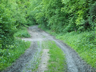 Obraz premium Spurensuche - Waldbaden beruhigt die Sinne 