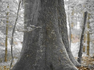 Baumriese - knorrige Buche tief verwurzelt im Wald