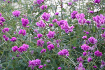 Fototapeta premium field of lavender