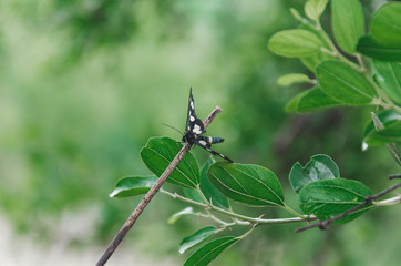 Colorful butterfly on the tree 