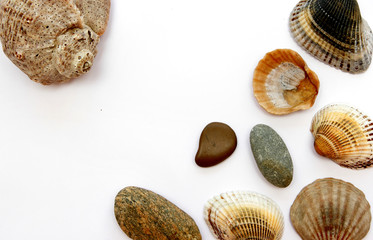 seashells jn white background