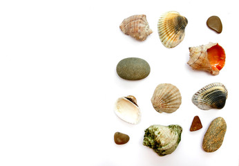 seashells jn white background