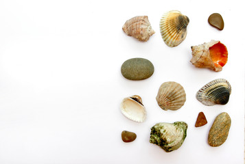 seashells jn white background