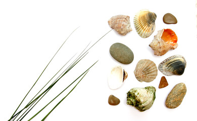 seashells jn white background